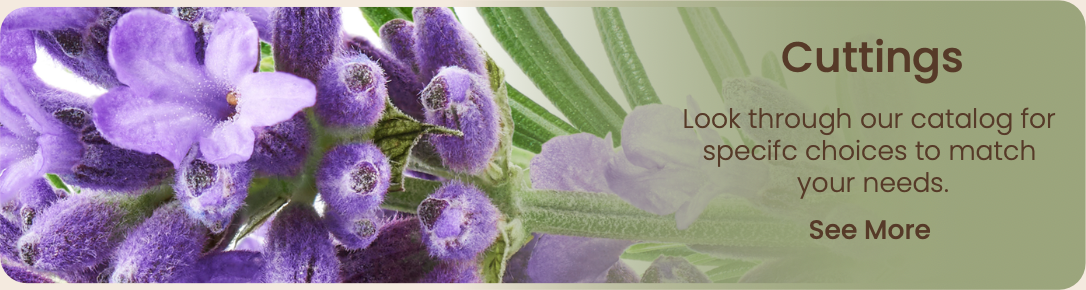 Flowers by the Bunch