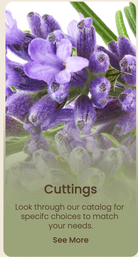 Flowers by the Bunch