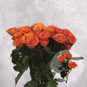 Orange Spray Roses 8 stem bunches