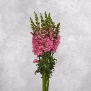 Pink Snapdragon 10 stem bunches