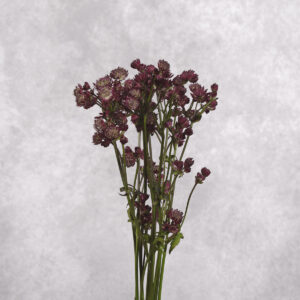 Burgundy Astrantia 10 stem bunches