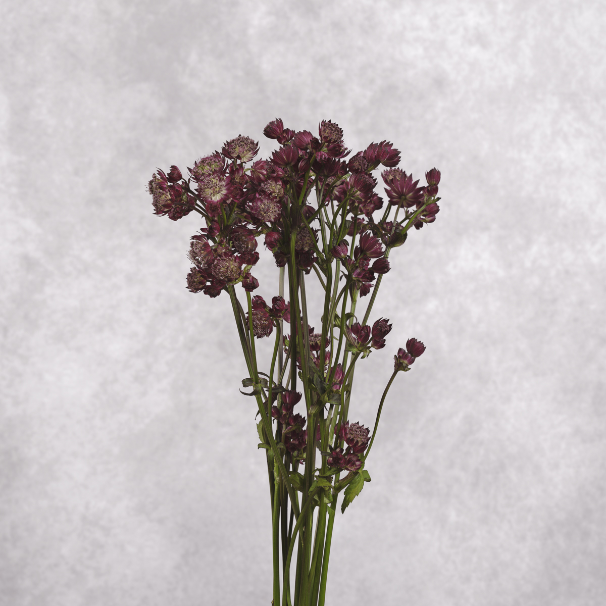 Burgundy Astrantia 10 stem bunches