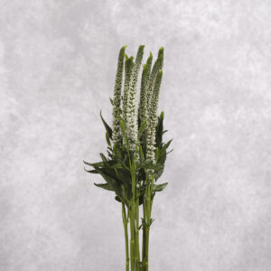 White Veronica 10 stem bunches