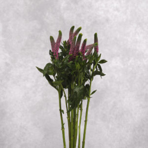 Pink Veronica 10 stem bunches