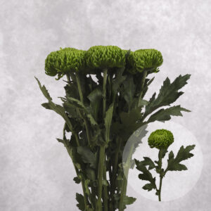 Green Cushion Chrysanthemums 5 stem bunches