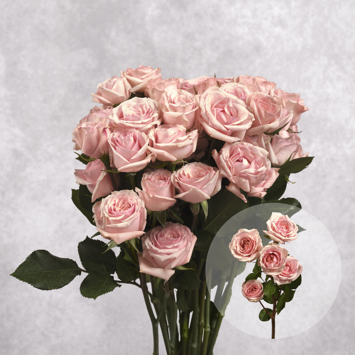 Pink Spray Rose 6 stem bunches