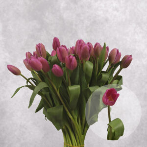 Hot Pink Tulips 10 stem bunches
