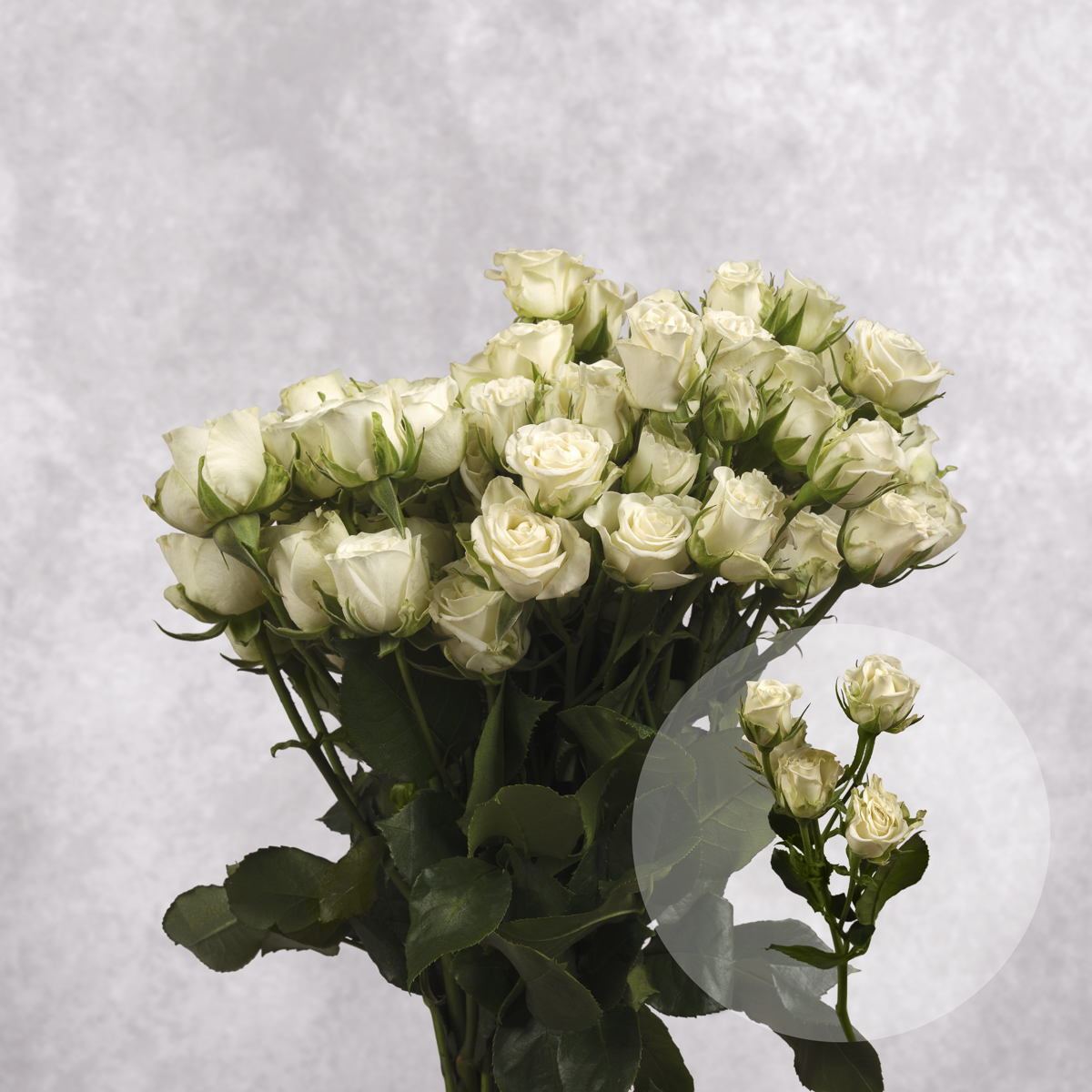 White Spray Roses 6 stem bunches