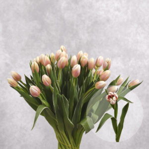 Blush Tulips 10 stem bunches