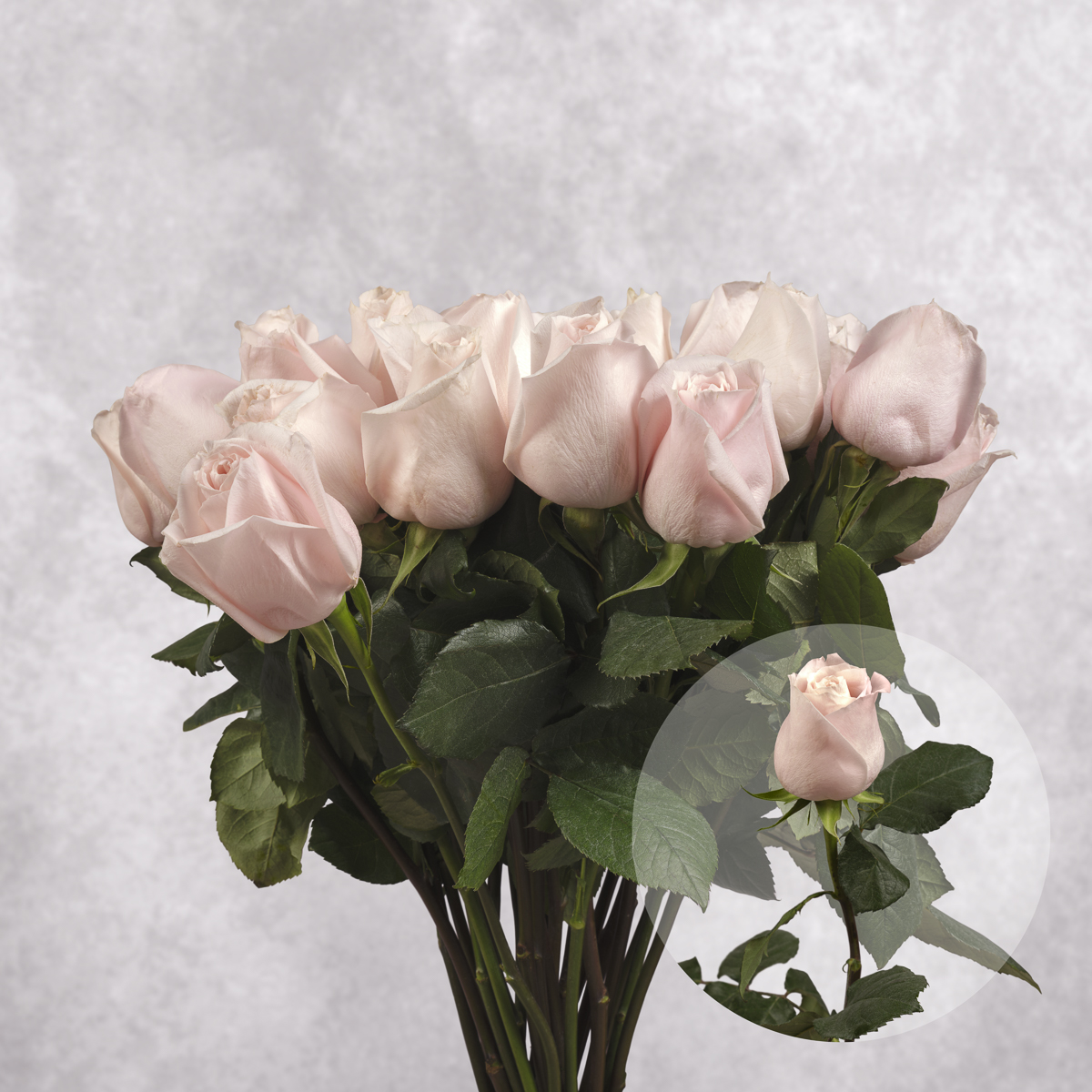 Light Pink Roses 6 stem bunches