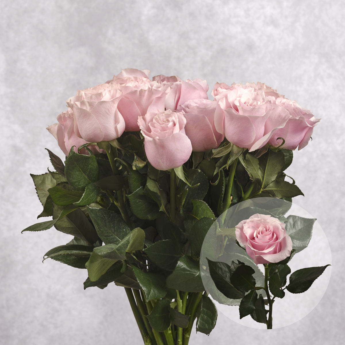Pink Roses 6 stem bunches