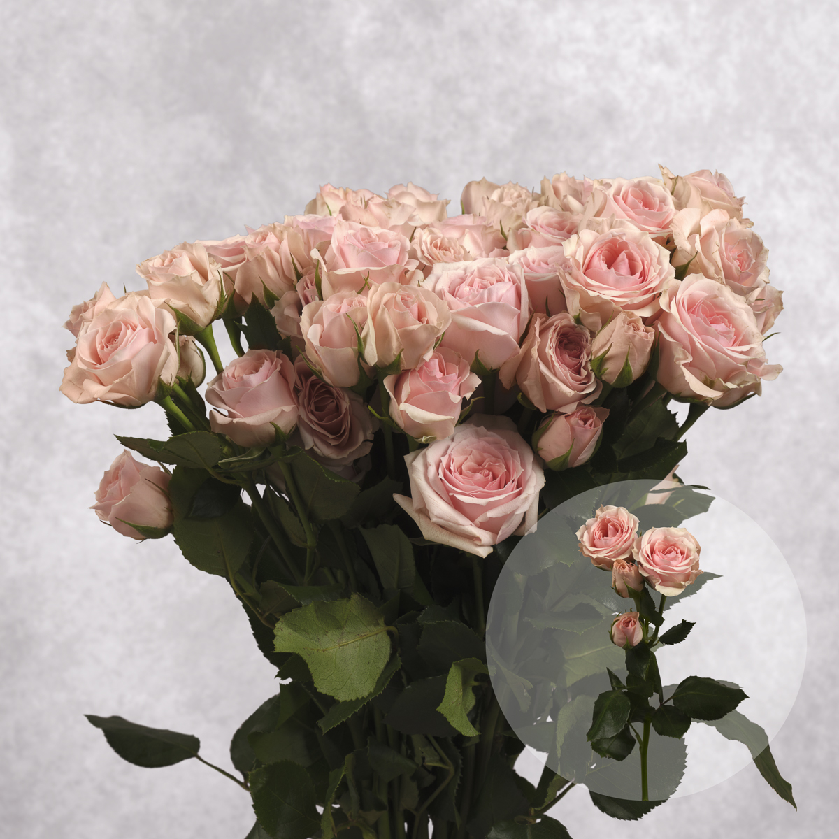 Pink Spray Roses 10 stem bunches