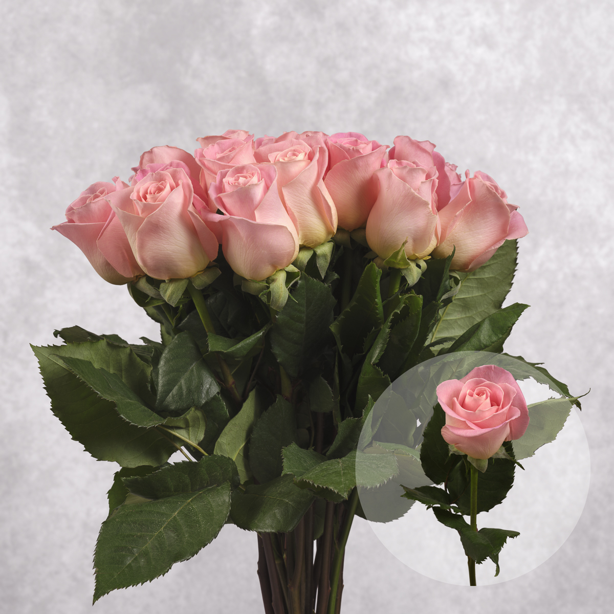Pink Roses 6 stem bunches