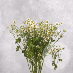 Matricaria (Tanacetum) 5 stem bunches