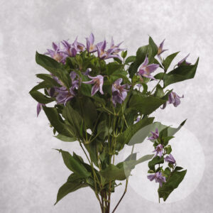 Lavender Clematis 5 stem bunches