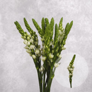 White Tuberose 5 stem bunches