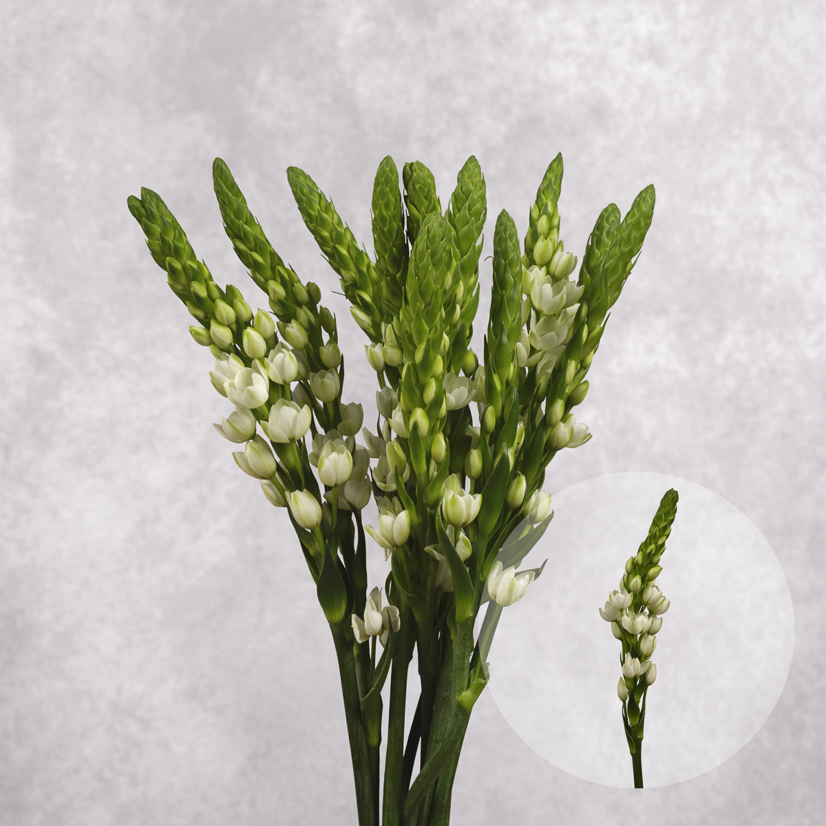 White Tuberose 5 stem bunches