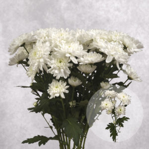 White Spider Chrysanthemums 5 stem bunches