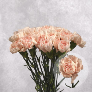 Blush Carnations 10 stem bunches