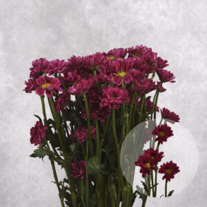 Mini Burgundy Chrysanthemums 5 stem bunches