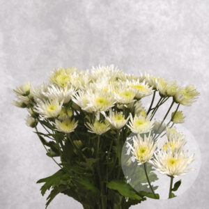 Mini White Chrysanthemums 5 stem bunches