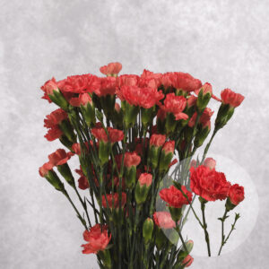 Mini Red Carnations 10 stem bunches