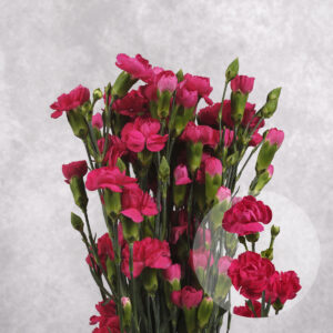 Mini Fuchsia Carnations 10 stem bunches