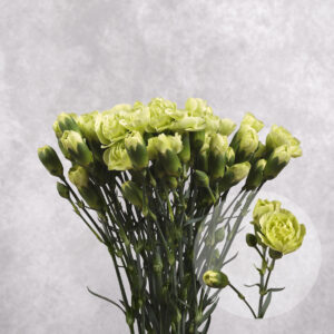 Mini Green Carnations 10 stem bunches