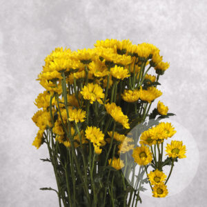 Mini Yellow Chrysanthemums 5 stem bunches