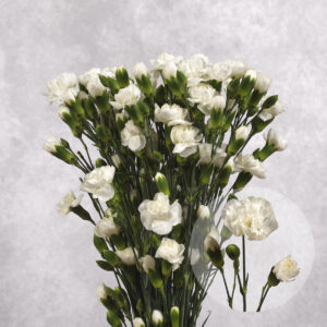 Mini White Carnations 10 stem bunches