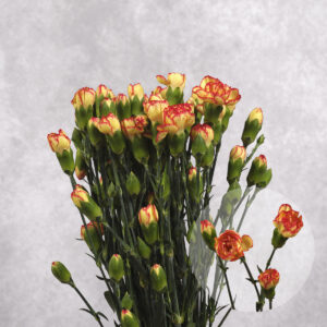 Mini Red/Yellow Carnations 10 stem bunches