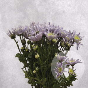 Lavender Spider Chrysanthemums 5 stem bunches