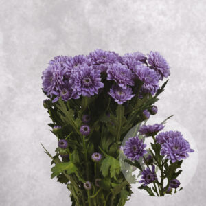 Mini Purple Chrysanthemums 5 stem bunches