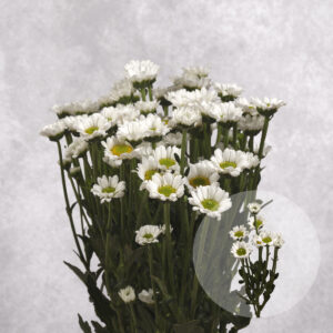 Mini White Chrysanthemums 5 stem bunches