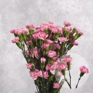 Mini Pink Carnations 10 stem bunches