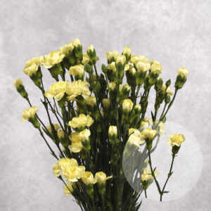 Mini Yellow Carnations 10 stem bunches