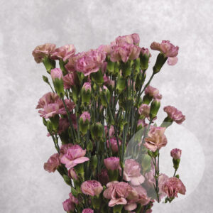 Mini Fuchsia Carnations 10 stem bunches