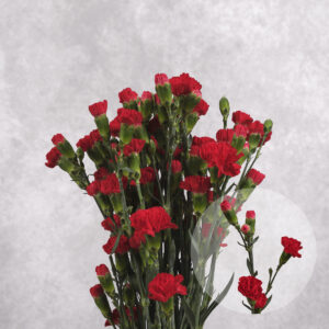 Mini Red Carnations 10 stem bunches