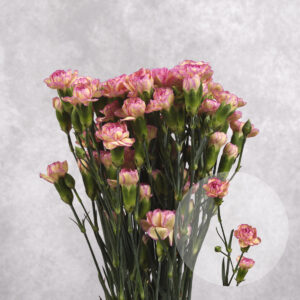 Mini Pink/Cream Carnations 10 stem bunches