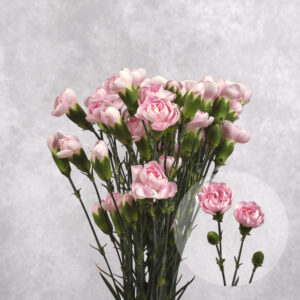 Mini Light Pink Carnations 10 stem bunches