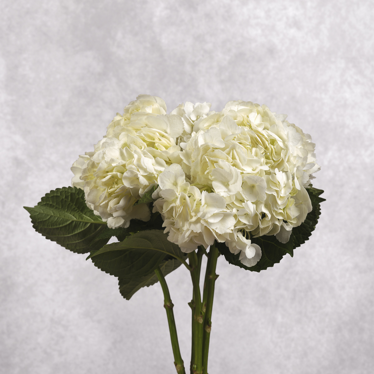 White Hydrangea 1 stem