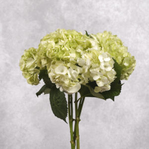 Light Green Hydrangea 1 stem