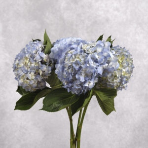 Blue Hydrangea 1 stem