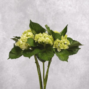 Mini Green Hydrangea 1 stem