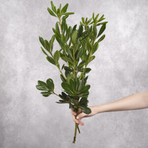 Green Pittisporum bunches