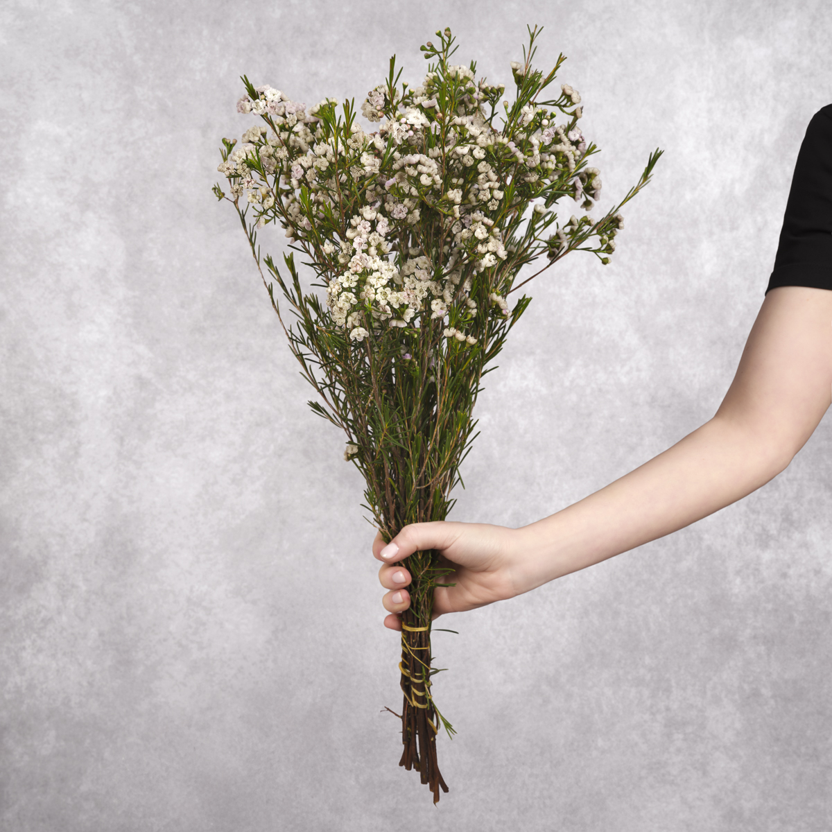 White Waxflower bunches