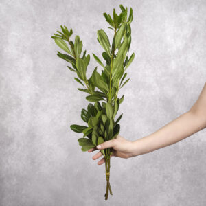 Green Pittisporum bunches