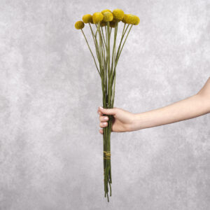 Craspedia 10 stem bunches