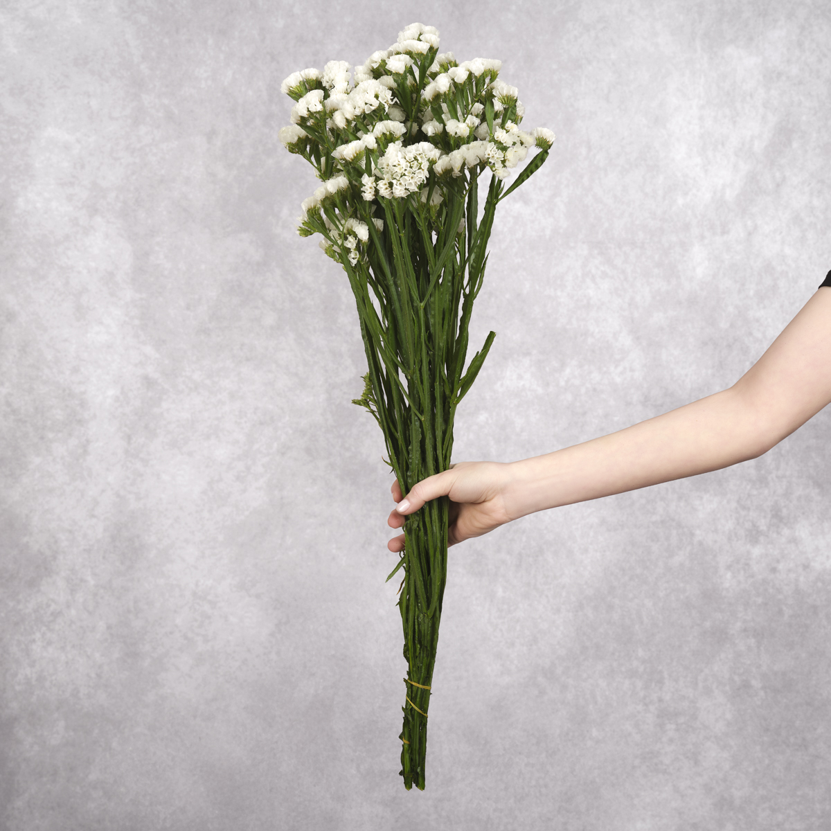 White Statice 10 stem bunches