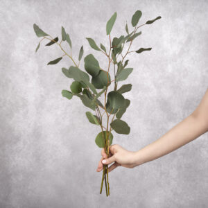 Eucalyptus 3 Stem Bunches